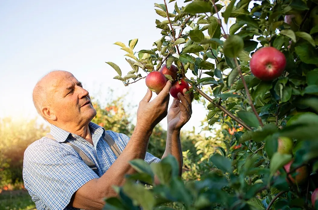 Productor revisando manzanas en el huerto